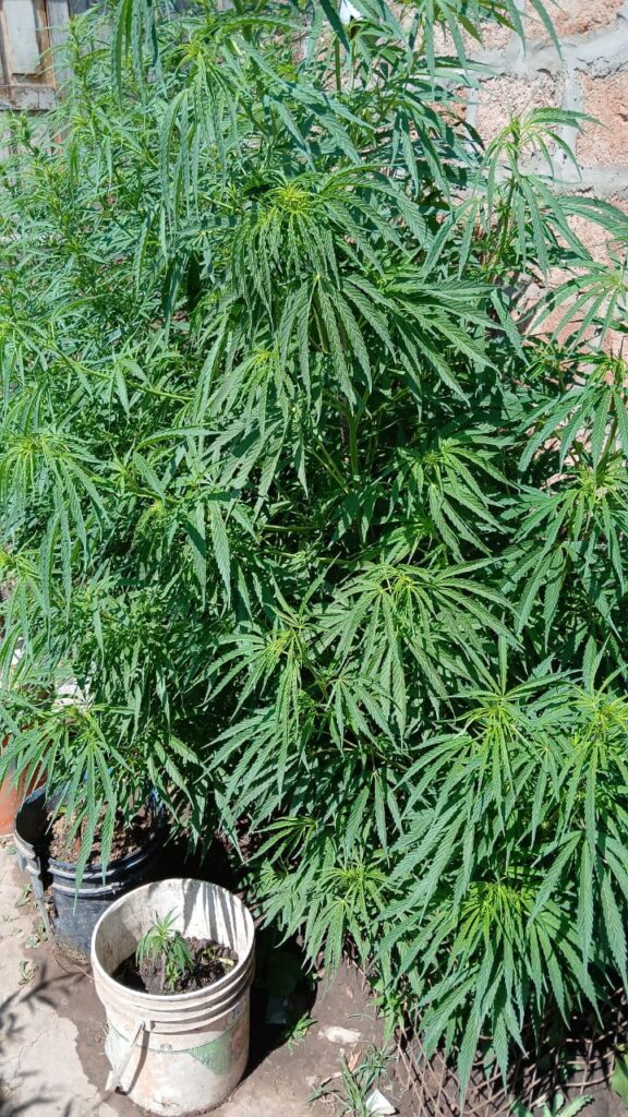 Policía de Chaco secuestra plantas y plantines de marihuana en Sáenz Peña