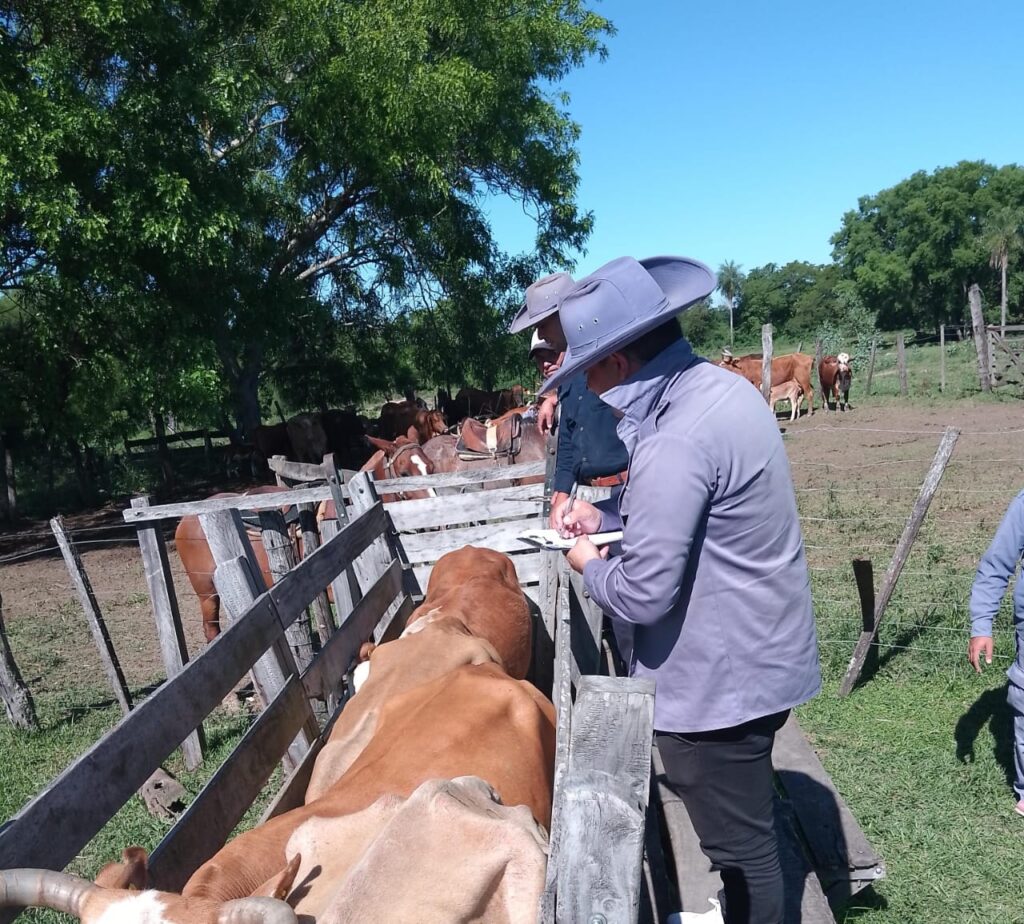 Policía Rural de Chaco logra recuperar vacunos denunciados como perdidos en el interior provincial