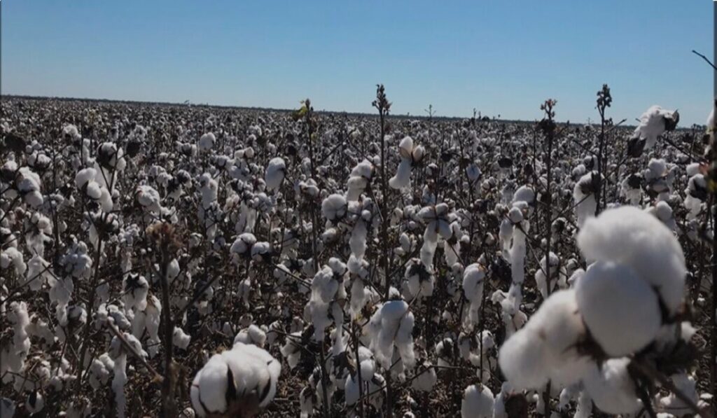 Chaco destinará nuevamente más de 415 millones a productores de algodón