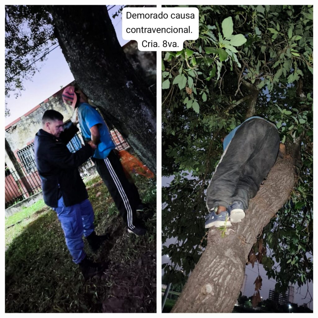 Atrapan en la capital chaqueña a robacable trepado en la copa de un árbol