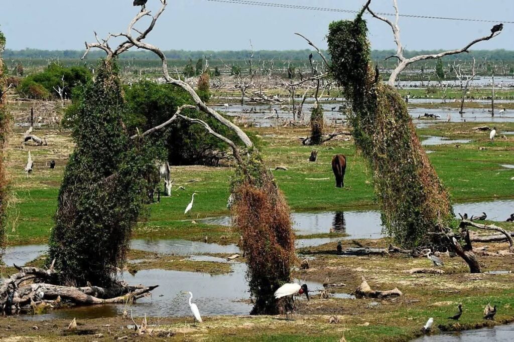 El corazón húmedo de Formosa: Bañado La Estrella, un gigante silencioso de la naturaleza