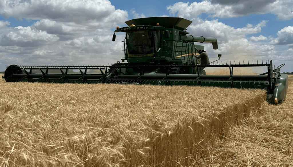 La Cosecha de Trigo en Argentina: Un Récord Histórico