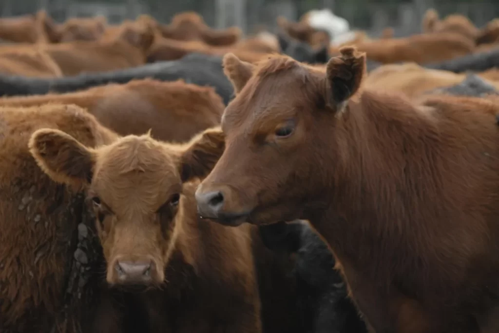 La faena vacuna cayó al nivel más bajo en décadas y el consumo de carne por habitante sigue en descenso
