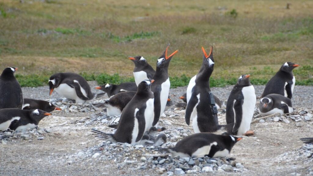 Cambio climático: pingüinos papúa en riesgo por el aumento de temperaturas en Tierra del Fuego