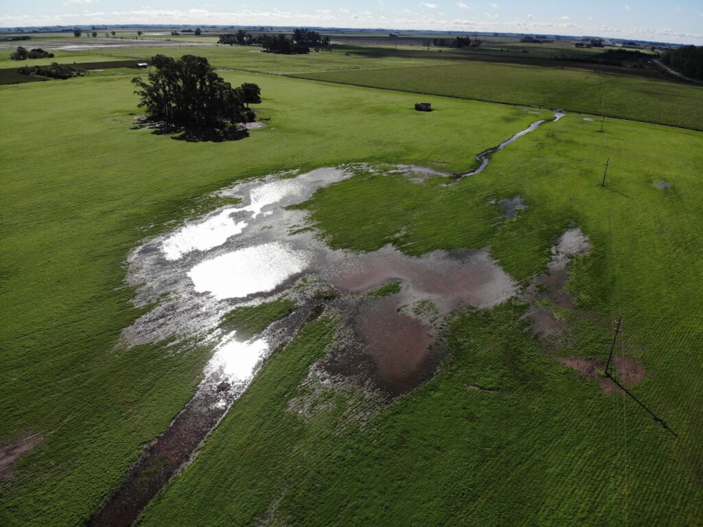 “Enorme adversario”: proyectaron una caída de 500.000 hectáreas en la siembra de trigo con un factor determinante