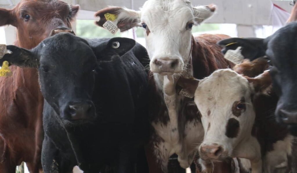 Con fuerte apoyo al sector ganadero, se realizó el 7° Remate Asistido en Sáenz Peña