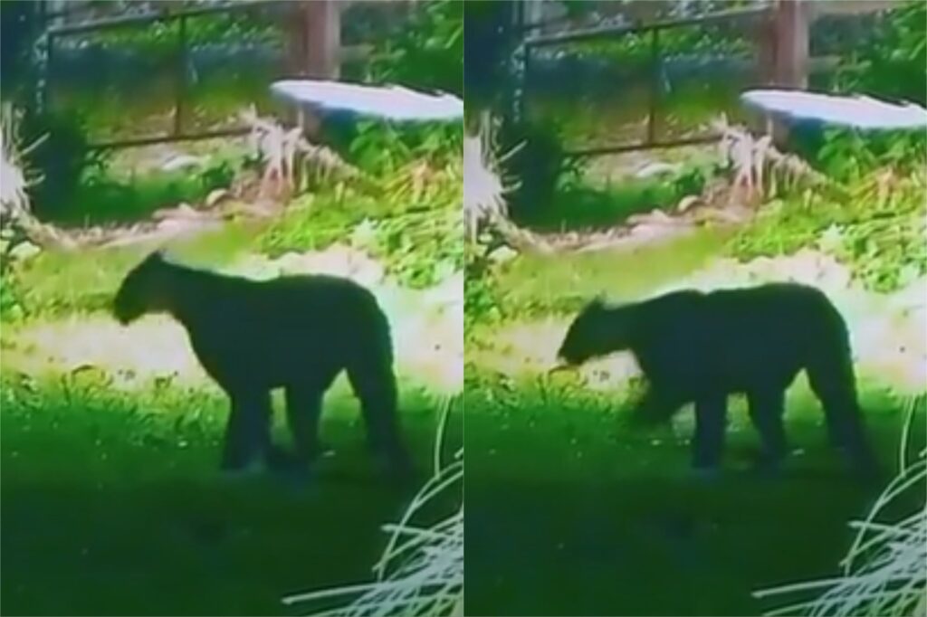 ¿Dónde está el puma suelto? Los vecinos de Escobar siguen en alerta por la presencia del animal en la zona del Country Náutico
