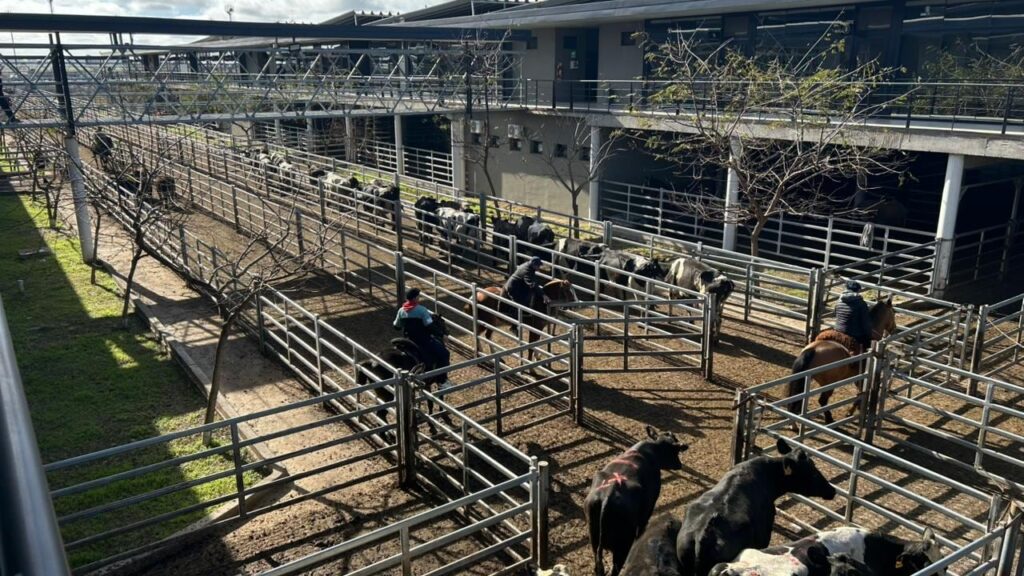 Vacunos: oferta moderada y precios con altibajos en el Mercado Agroganadero de Cañuelas