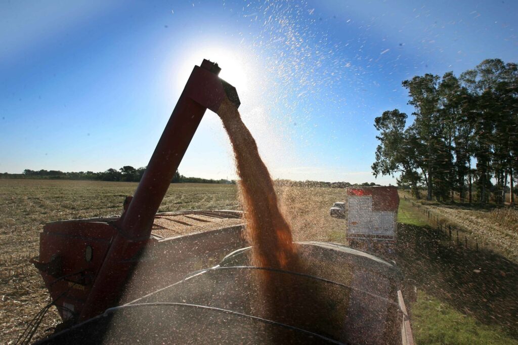 Medida oficial: extienden la baja gradual de las retenciones al maíz, el girasol y el sorgo