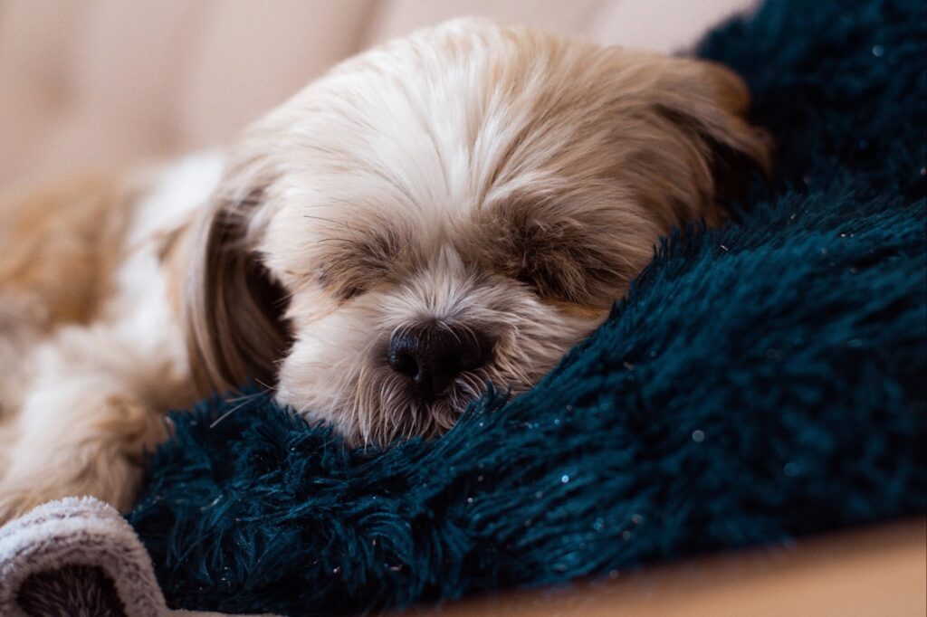 Dónde deben dormir los perros cuando hace frío, según los veterinarios