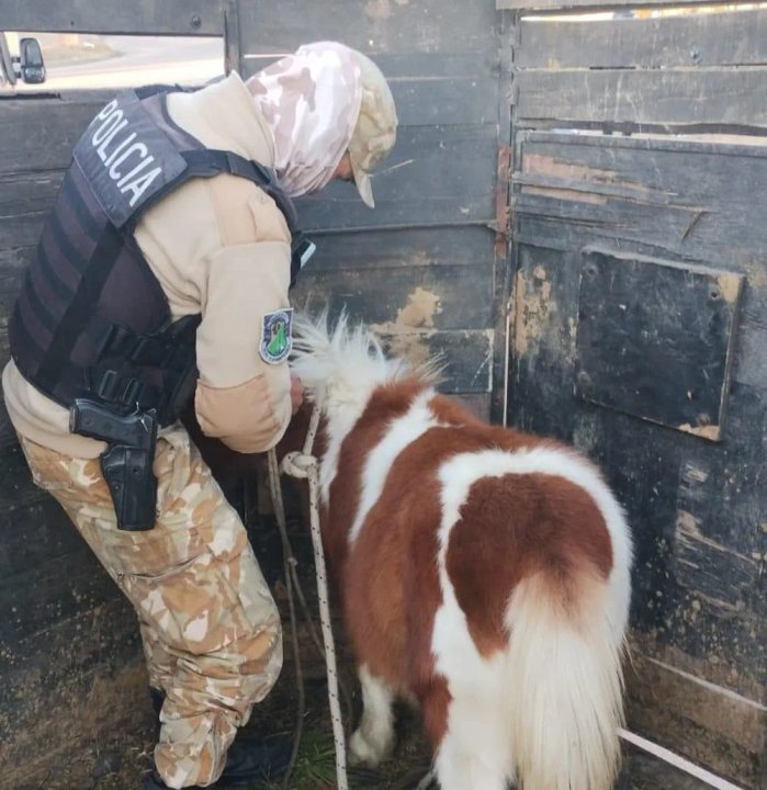 Insólito: se robó un poni en Mendoza y lo puso a la venta por internet