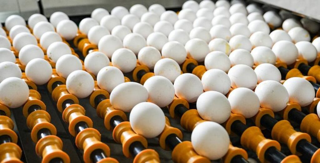 Argentina impulsa exportaciones de cerdo y huevos: marcaron récord en el primer cuatrimestre