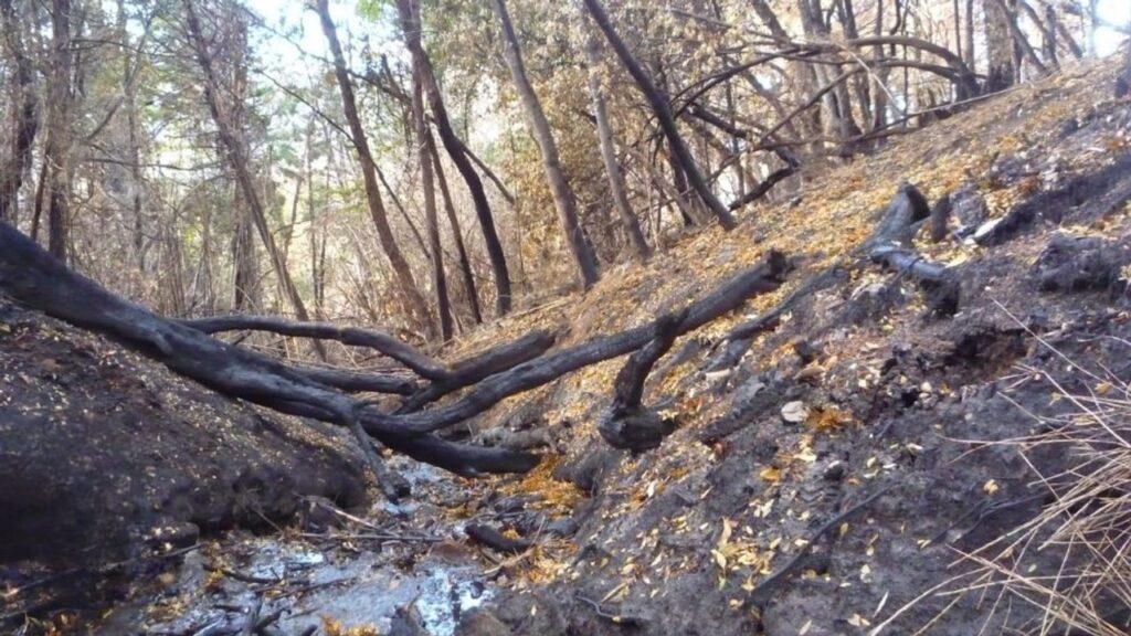 Un estudio comprobó que los incendios forestales alteraron la calidad del agua en la Patagonia