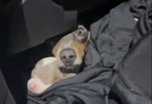 Rescatan a 12 cachorros salchicha en un operativo de Aduanas uruguayo