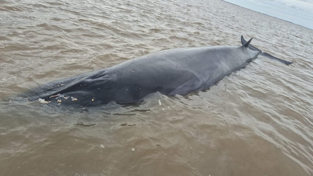 San Isidro: la ballena que quedó varada en un banco de arena murió pese al operativo de rescate