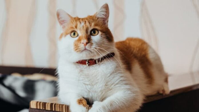 El Color del Pelaje de los Gatos: Mitos y Realidades