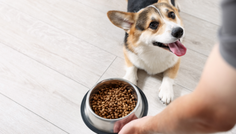Día Mundial del Perro: Claves Esenciales para una Nutrición Saludable