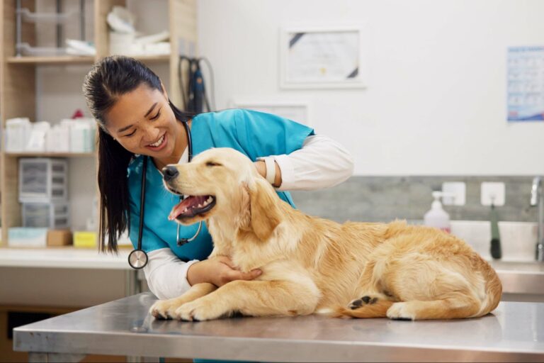 Celebra el Día del Veterinario: Frases Inspiradoras para Compartir