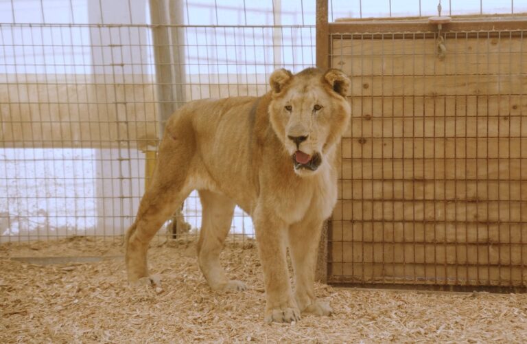 Los tigres y leones del exzoo de Luján comienzan una nueva vida en Sudáfrica