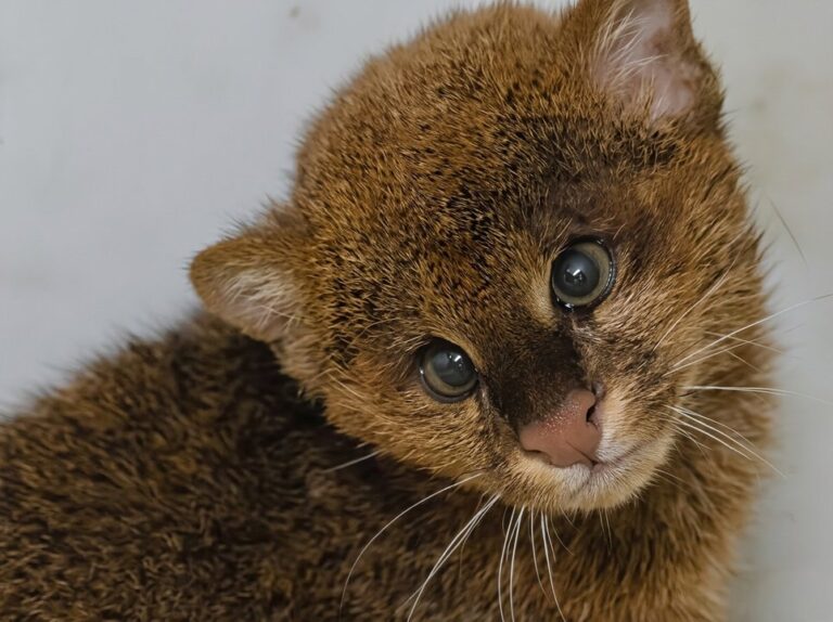 Rescatan a un yaguarundí en Jujuy tras confusión con un puma bebé