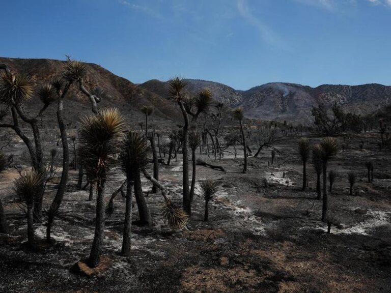 Incendio Forestal en Estados Unidos: 42,000 Evacuados y Seis Heridos