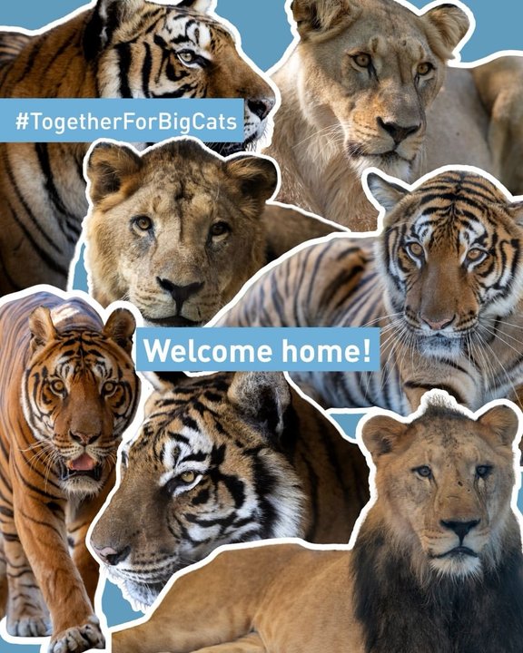 Felinos Rescatados del Ex Zoológico de Luján Encuentran Nuevo Hogar en Santuarios Internacionales