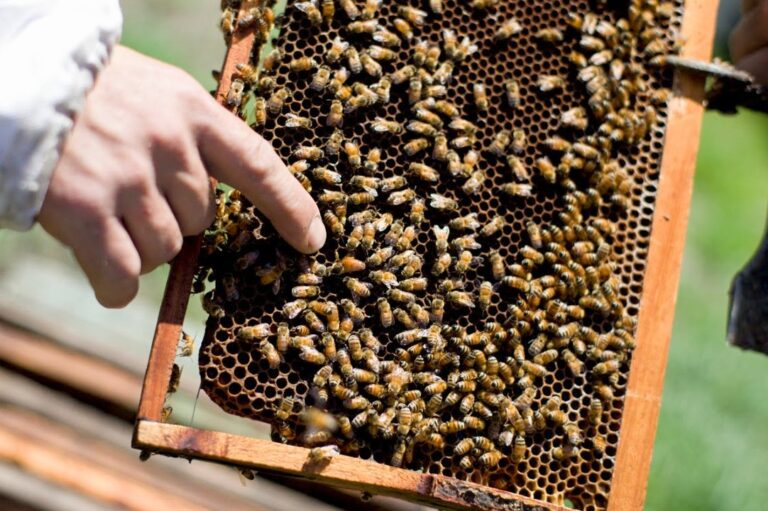 Un Argentino Atacado por Abejas Durante el Terremoto en Colombia