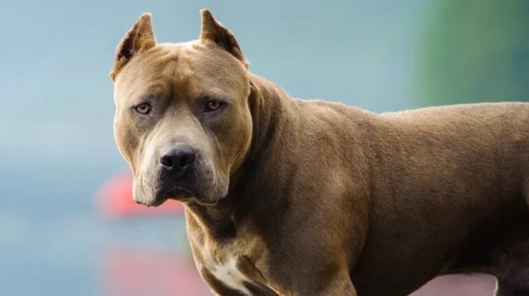 «Los perros me lo estaban comiendo»: el desgarrador testimonio de una madre tras el ataque de un pitbull a su hijo