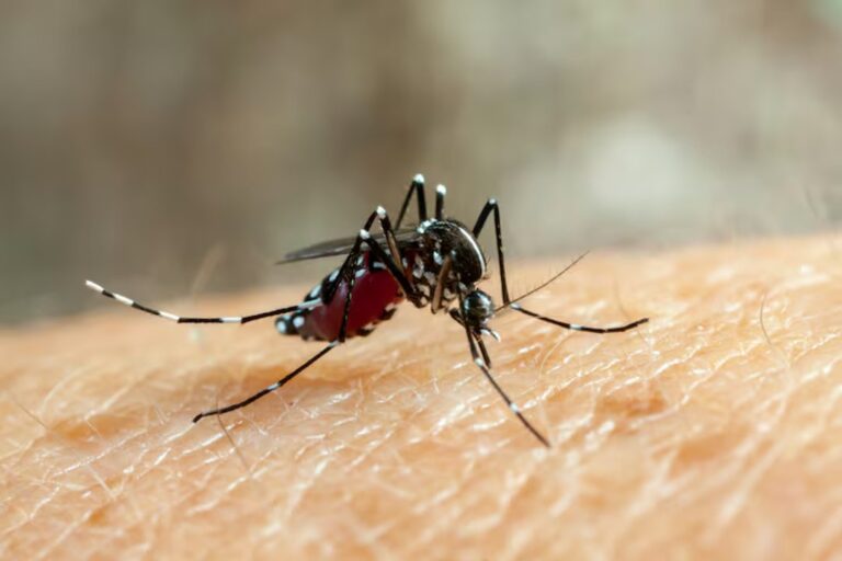 Aumento de casos de fiebre chikungunya: 21 nuevas notificaciones en el país