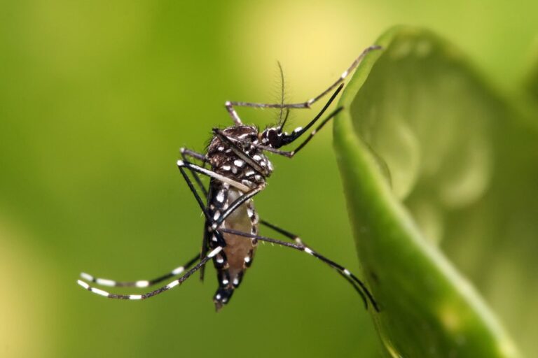 El Dengue No Toma Vacaciones: Riesgos Durante el Invierno