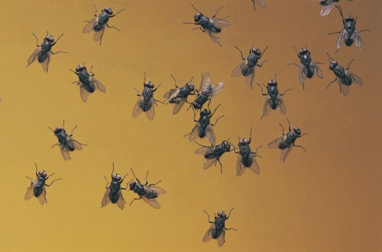 El Impactante Espectáculo de Mariposas que Cautiva a Buenos Aires