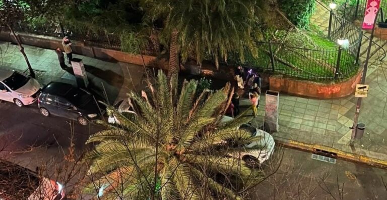 Una Palmera del Jardín Botánico Cae y Aplasta un Auto en Palermo