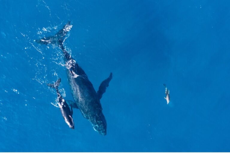 Orcas y delfines: Un límite evolutivo que los ata al océano para siempre