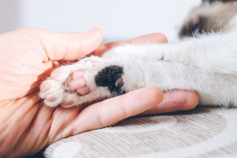 Los secretos de la anatomía felina: ¿Por qué los gatos tienen menos dedos?