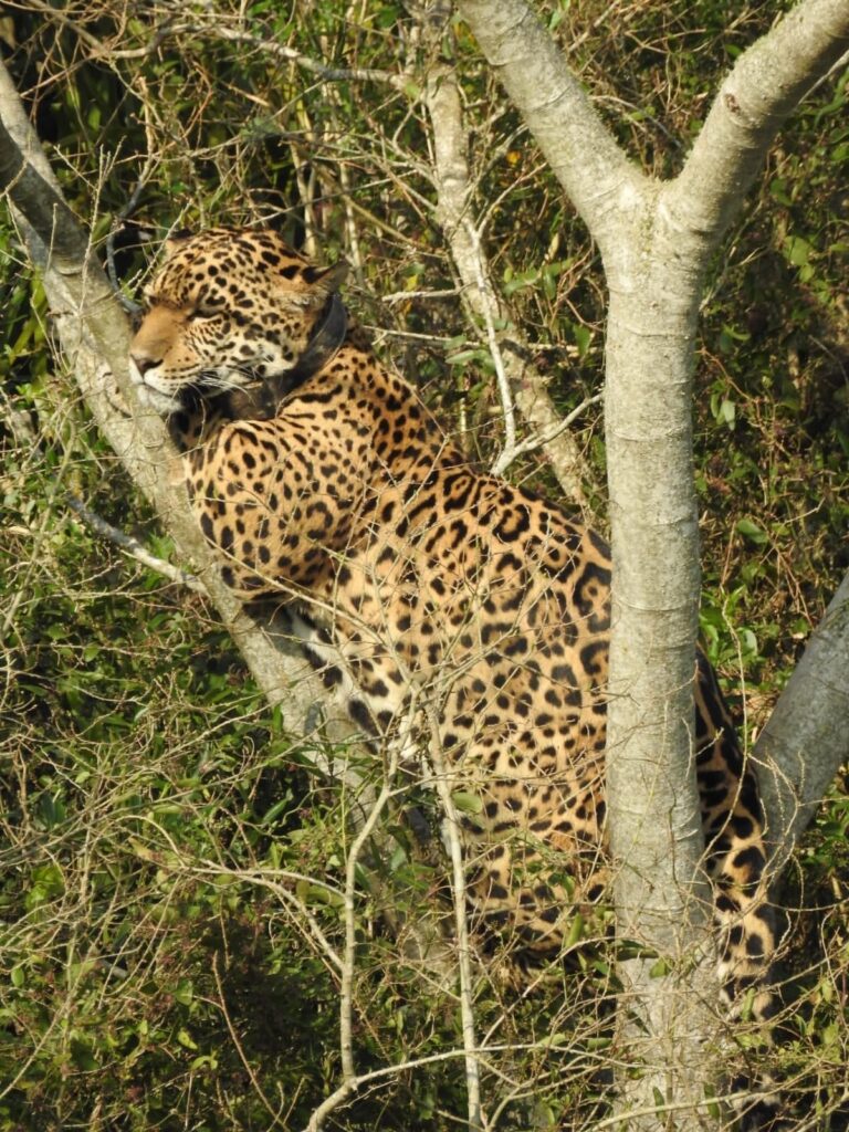 El Regreso del Yaguareté: Una Historia de Supervivencia en Iberá