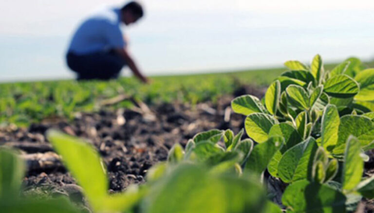 Historias que Inspiran: Agrónomos y Veterinarios en el Corazón del Campo Argentino