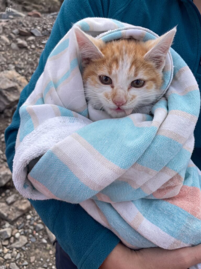 Un paseo familiar en los Andes termina en un emotivo rescate: la historia de Pipina