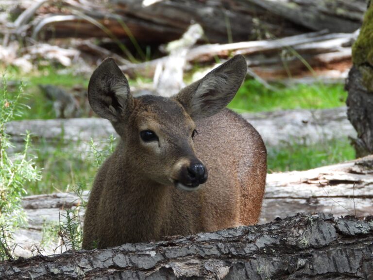 El Huemul: Un Plan Ambicioso para su Repoblación en la Patagonia