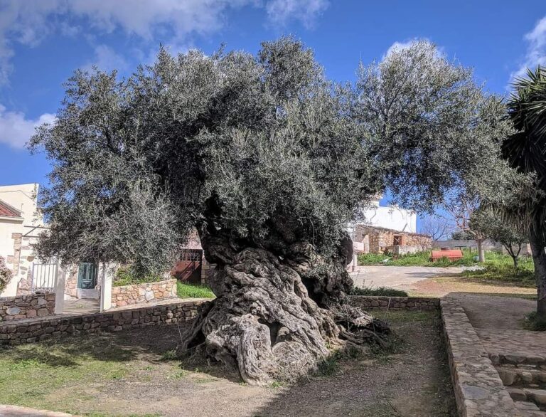 Un Milenario Olivo Revitaliza el Turismo en un Escondido Pueblo Griego