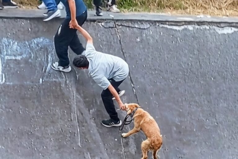 Solidaridad en acción: Una cadena humana salva a un perro en Colombia