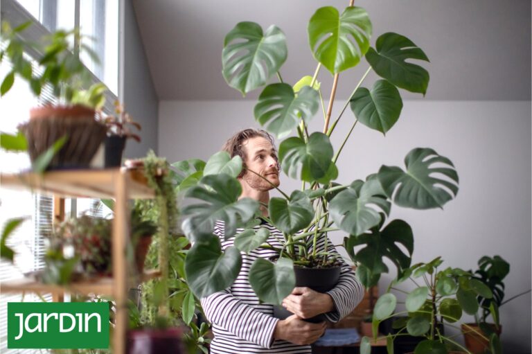 Las Plantas de Interior que Dominan el Diseño Actual