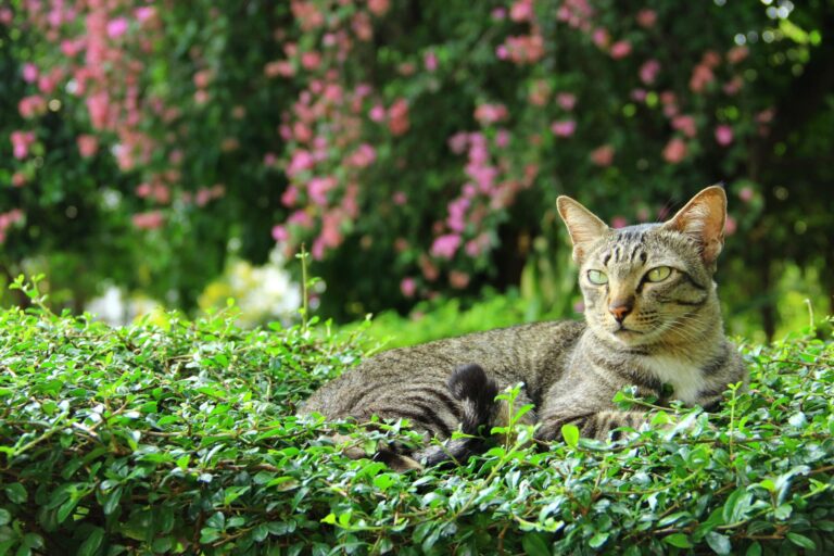 Cuidado con las Plantas: Cinco Especies Tóxicas para Gatos que Debes Evitar