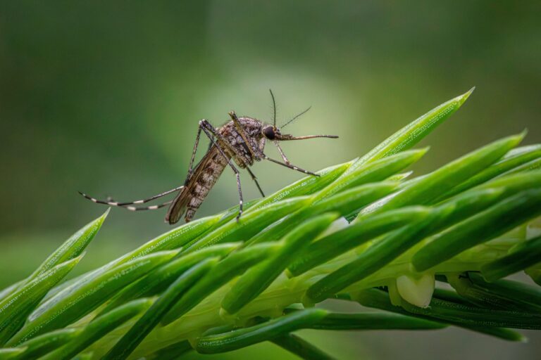 Investigación revela que mosquitos podrían desarrollar resistencia a insecticidas