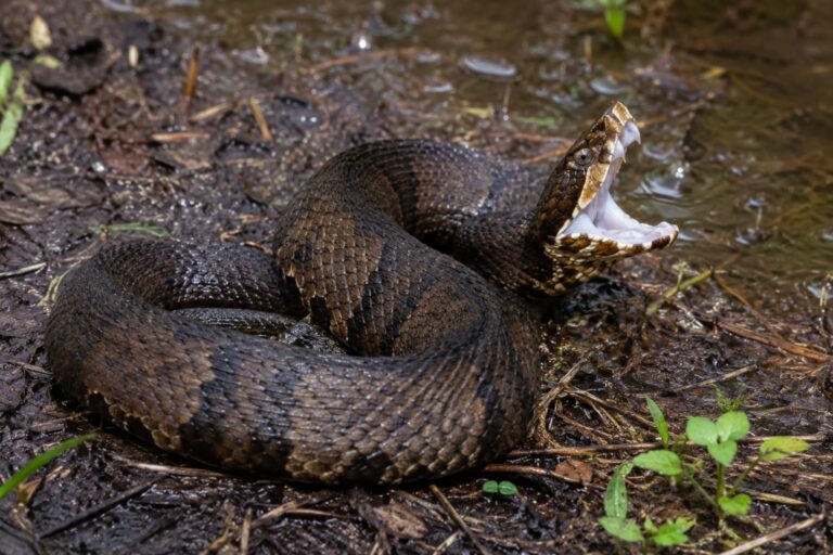 El Impactante Encuentro de un Jugador de Fútbol Americano con una Serpiente Venenosa en su Casco