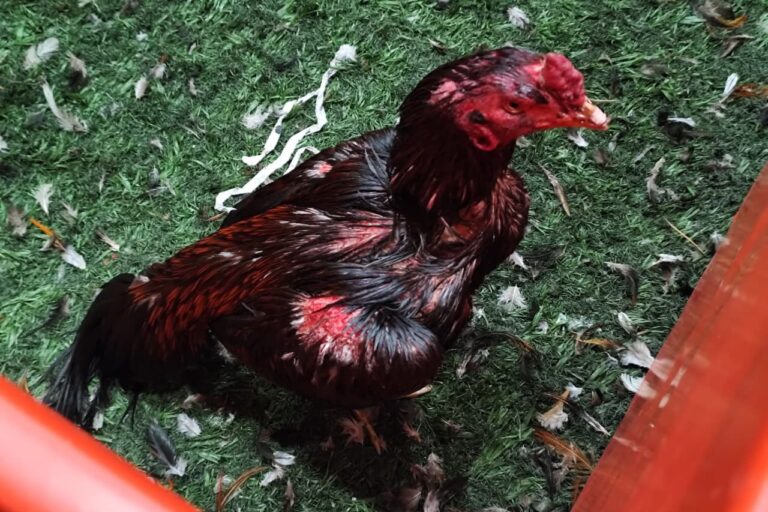 Desmantelan red de peleas de gallos: 111 aves rescatadas y 27 detenidos