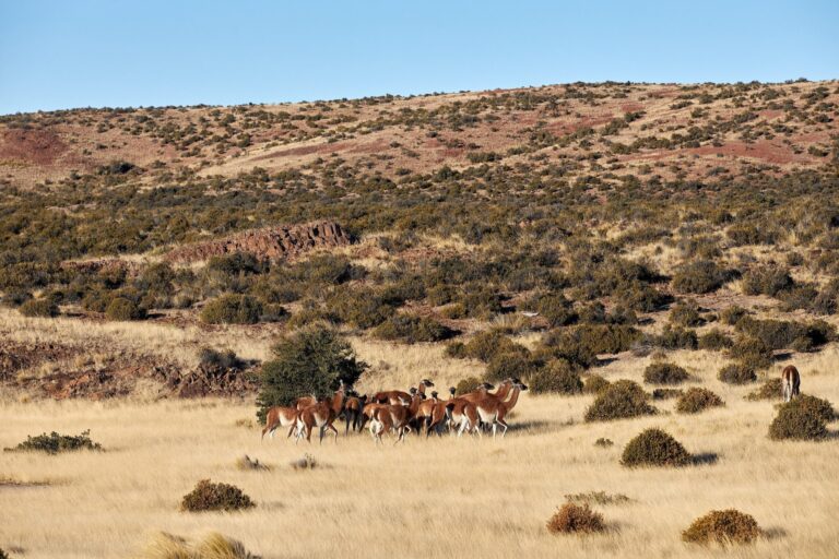 Productores ovinos de Chubut enfrentan crisis por depredadores y crecen los reclamos urgentes