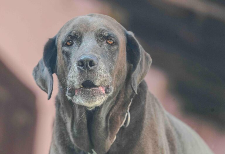 Veterinario aclara mitos sobre la ansiedad por separación en perros