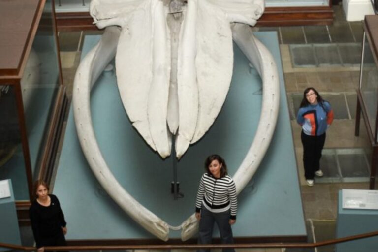 El descubrimiento argentino que redefine la evolución de las ballenas