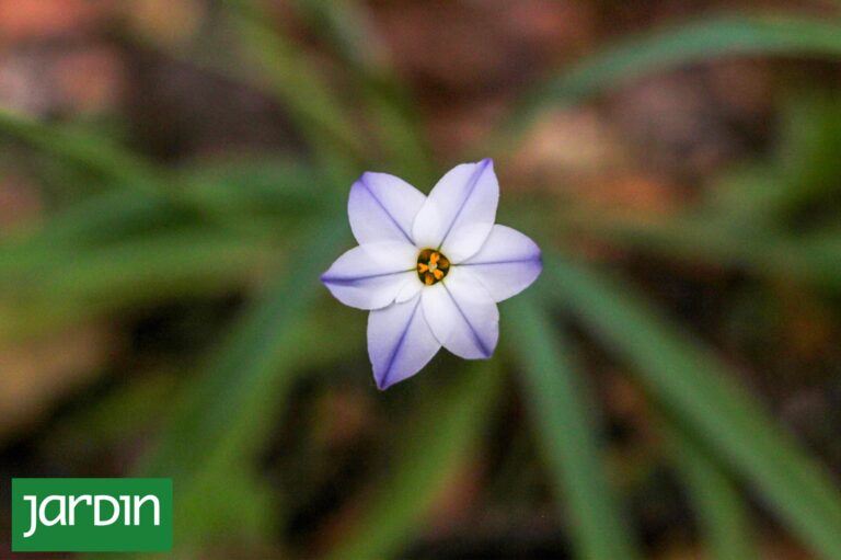 Las Plantas Nativas que Iluminan el Jardín en Invierno
