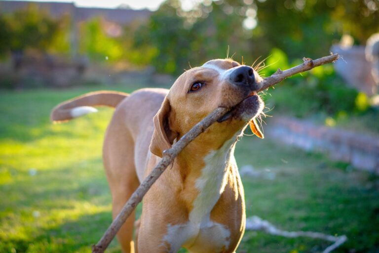 Todo lo que debes considerar antes de adoptar un perro